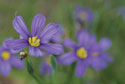 bermudiana bermudiana