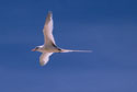 longtail or tropicbird longtail